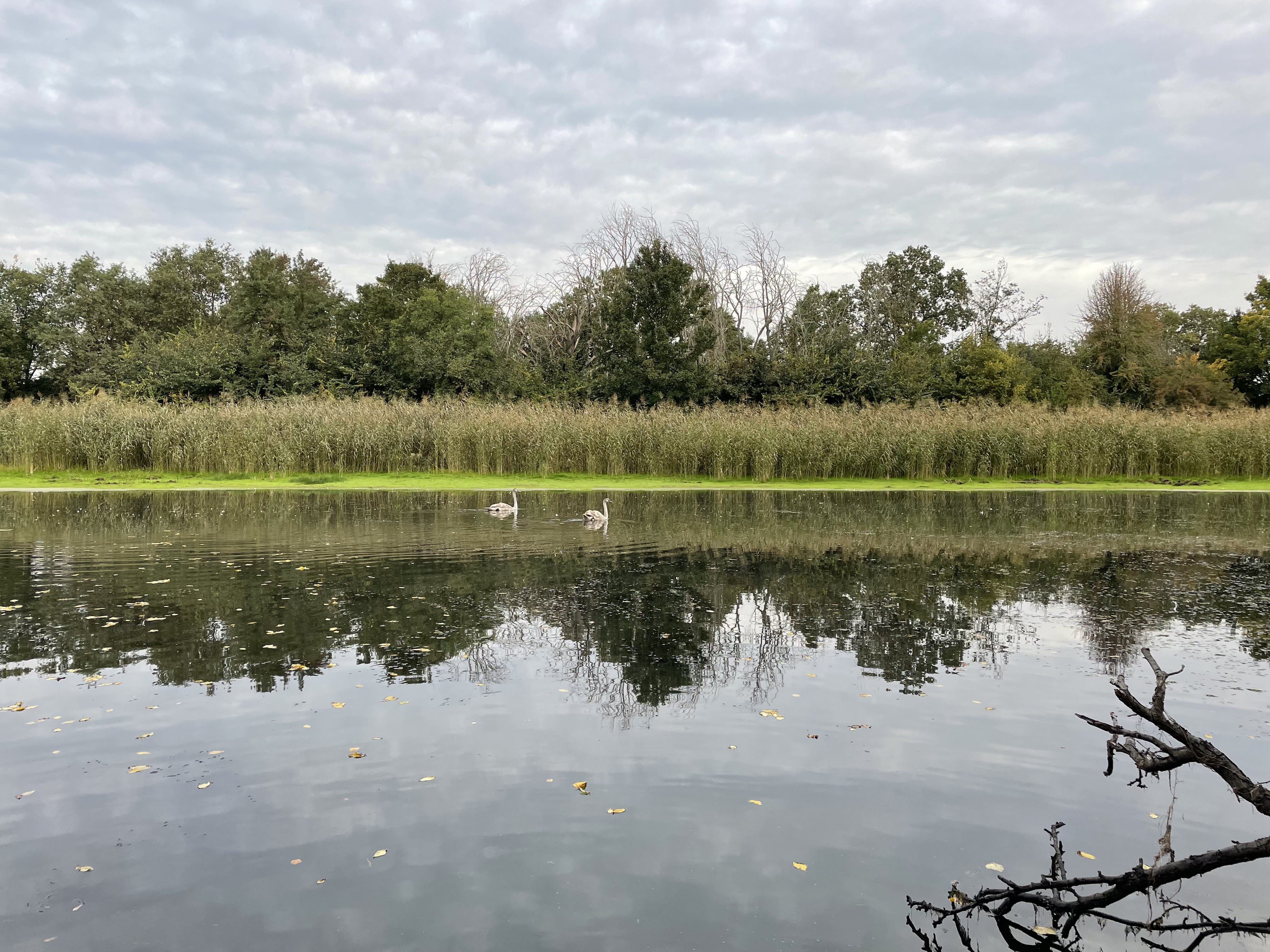 Figure 2. Swans in a floodplain lake, illustrating the role of floodplains in supporting biodiversity